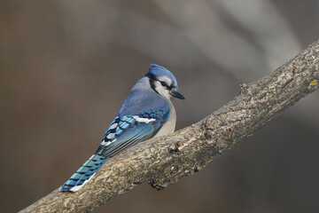 Blue Jays fighting over food in a variety of different weather conditions from sunrise to bright sun. Threat gestures and midair combat perching and flying
