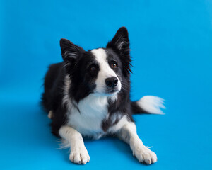 Selective focus full length view of handsome long-haired border collie lying down against plain blue background staring with intent expression