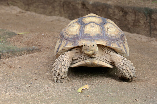 An African spurred tortoise (Centrochelys sulcata) is a slow walking in search of food. 