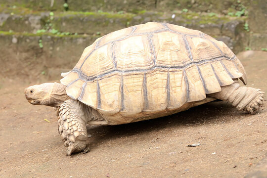 An African spurred tortoise (Centrochelys sulcata) is a slow walking in search of food. 