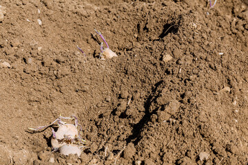 Sprouted potatoes are placed in the ground, covered with earth and it grows. Growing potatoes.