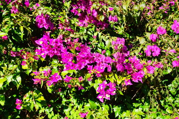purple Blooming purple bougainvillea glabra flower in winter of Florida
