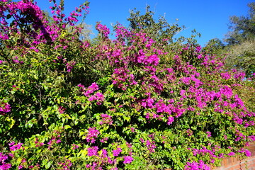 Obraz na płótnie Canvas purple Blooming purple bougainvillea glabra flower in winter of Florida