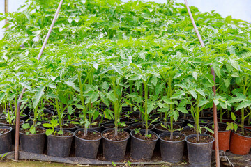 Large tomato seedlings in plastic cups in a greenhouse. Growing seedlings of early tomatoes.