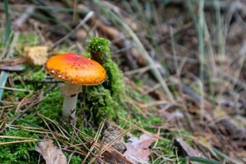 Amanita muscaria, commonly known as the fly agaric