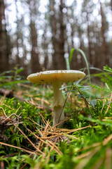 Death cap (Amanita phalloides) - one of the most toxic mushrooms