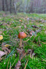 Amanita fulva, commonly called the tawny grisette or the orange-brown ringless amanita