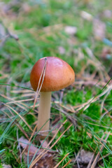 Amanita fulva, commonly called the tawny grisette or the orange-brown ringless amanita