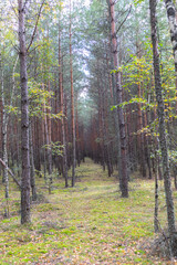 A forest path leading through a pine-birch forest in Poland.
