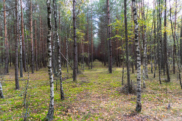 Fototapeta premium A forest path leading through a pine-birch forest in Poland.