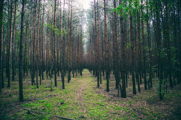 Obraz premium A forest path leading through a pine forest in Poland