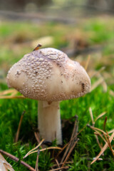 Amanita excelsa, also known as the European false blushing amanita