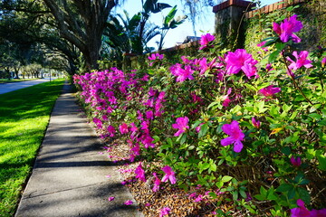 Close up shot of purple Rhododendron Simsii flower blossom 