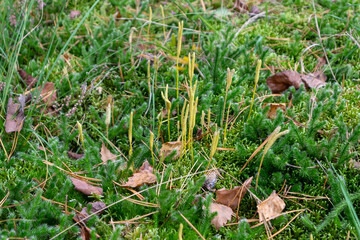 Lycopodium clavatum (common club moss or ground pine)