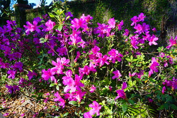 Obraz premium Close up shot of purple Rhododendron Simsii flower blossom 