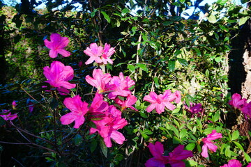 Close up shot of purple Rhododendron Simsii flower blossom 