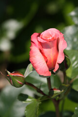 Rosa fiorita