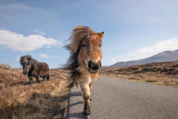 A brown and white Shetland pony on open coastal moorland in Shetland, UK