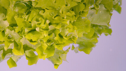 CLOSE UP: A head of romaine lettuce falls into a container full of fresh water.