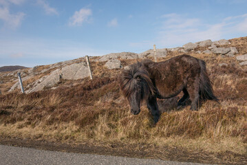 Shetland Pony Ponies on the Isle of Uist, Scotland. United Kingdom Wild Horses in the Scotland isles
