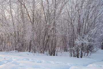 Winter in the forest. Snow on the trees. Freezing day. Russian nature. Open space. Beautiful winter nature. Season.