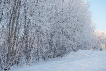 Winter landscape. Russian nature. Trees in the snow. Lots of snow all around. Winter season. Frost and sun.