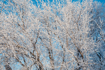 Winter landscape. Russian nature. Trees in the snow. Lots of snow all around. Winter season. Frost and sun.