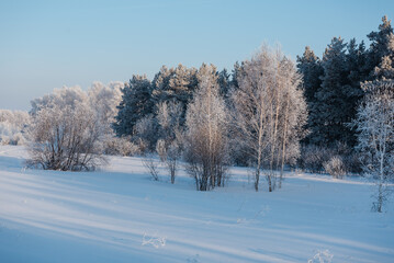 Winter in the forest. Snow on the trees. Freezing day. Russian nature. Open space. Beautiful winter nature. Season.