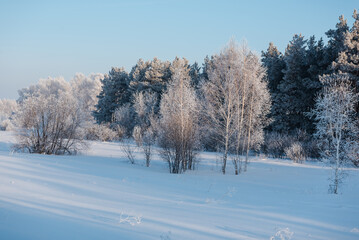 Fototapeta premium Winter landscape. Russian nature. Trees in the snow. Lots of snow all around. Winter season. Frost and sun.