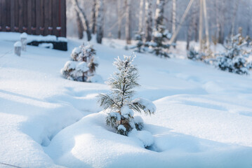 Fototapeta premium Winter landscape. Russian nature. Trees in the snow. Lots of snow all around. Winter season. Frost and sun.