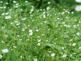 Stellaria media, chickweed, common chickweed, chickenwort, craches, maruns and winterweed in a clearing in the summer. Collection of medicinal plants for preparation of elixirs