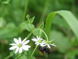 Stellaria media, chickweed, common chickweed, chickenwort, craches, maruns and winterweed in a clearing in the summer. Ingredients for beauty and spa treatments using medicinal herbs