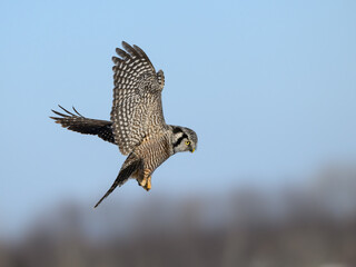 Northern Hawk Owl Landing in Winter on Blue Sky