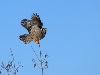 Northern Hawk Owl with Open Wings Perched on Top of the Tree on Blue Sky