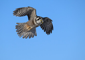 Northern Hawk Owl in Flight on Blue Sky