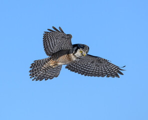 Northern Hawk Owl in Flight on Blue Sky