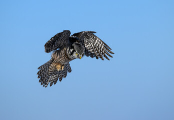 Northern Hawk Owl Landing in Winter on Blue Sky