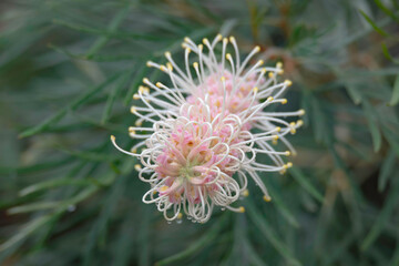 Soft colours in the garden - grevillea flower