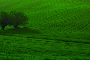 Obraz premium Verde Monferrato