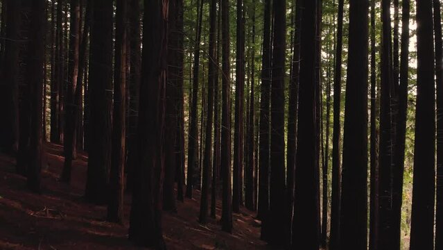 Giant sequoia forest from below in sunset light
