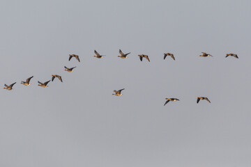 Migratory birds on Lake Khanka in Primorsky Krai. Schools of birds during the flight.