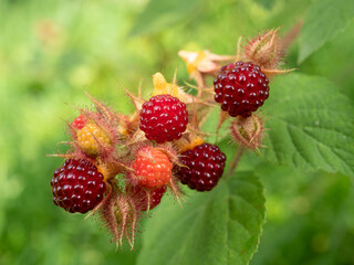Japanische Weinbeere; Rotbosrstige Himbeere – rot (Rubus phoenicolasius) mit grünen Blättern