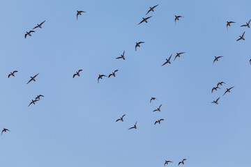 Migratory birds on Lake Khanka in Primorsky Krai. Schools of birds during the flight.
