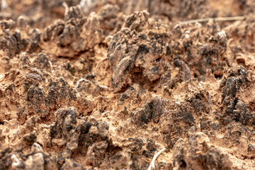 Close Up of Desert Crust In The Needles District