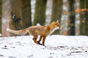 Fox in winter forest. Red fox, Vulpes vulpes, running in snowy forest. Cute orange fur coat animal with fluffy tail in nature. Predator ferrets about prey in snowfall. Clever beast. Wildlife habitat.
