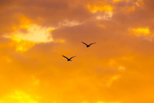 Silhouette of two birds flying against orange sky