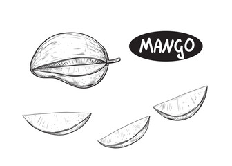Hand drawn sketch black and white set of fruit mango, slice, leaf. Vector illustration. Elements in graphic style label, card, sticker, menu, package. Engraved style illustration.