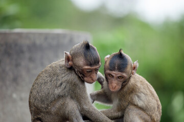 Naklejka premium 可愛いサル