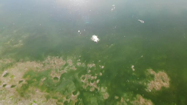 Little Washoe Lake, slimy green water to salty shore and cracked mud, dead fish bodies lying exposed. Drone flight in summer