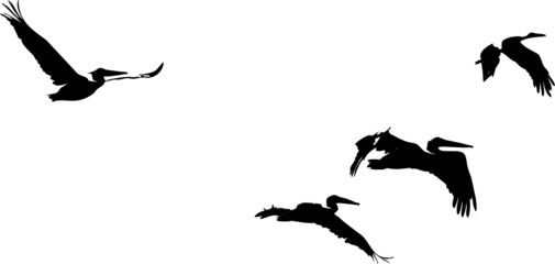 Oiseaux migrateurs volant dans le ciel- vecteur noir avec fond transparent à personnaliser ou utiliser tel quel. 